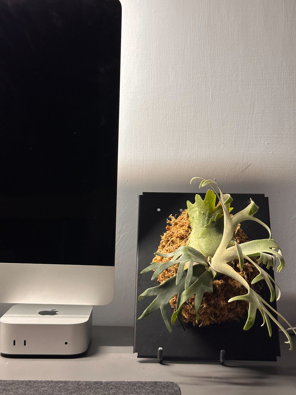 基礎版子