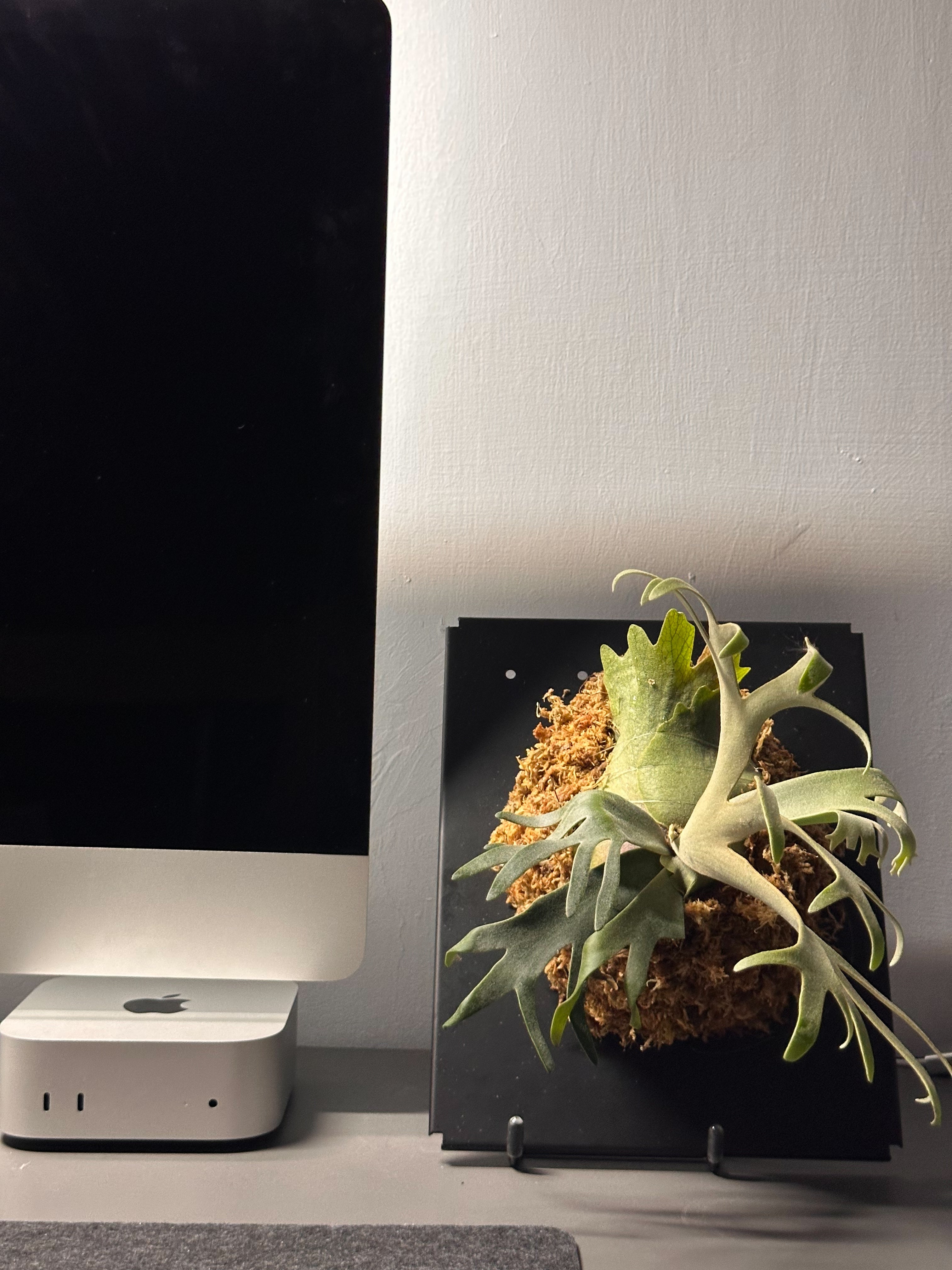 基礎版子